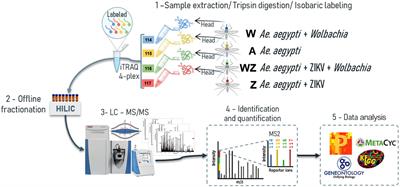 Comprehensive Quantitative Proteome Analysis of Aedes aegypti Identifies Proteins and Pathways Involved in Wolbachia pipientis and Zika Virus Interference Phenomenon